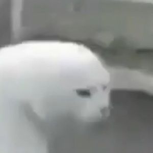 Meet your Posher, Isaias